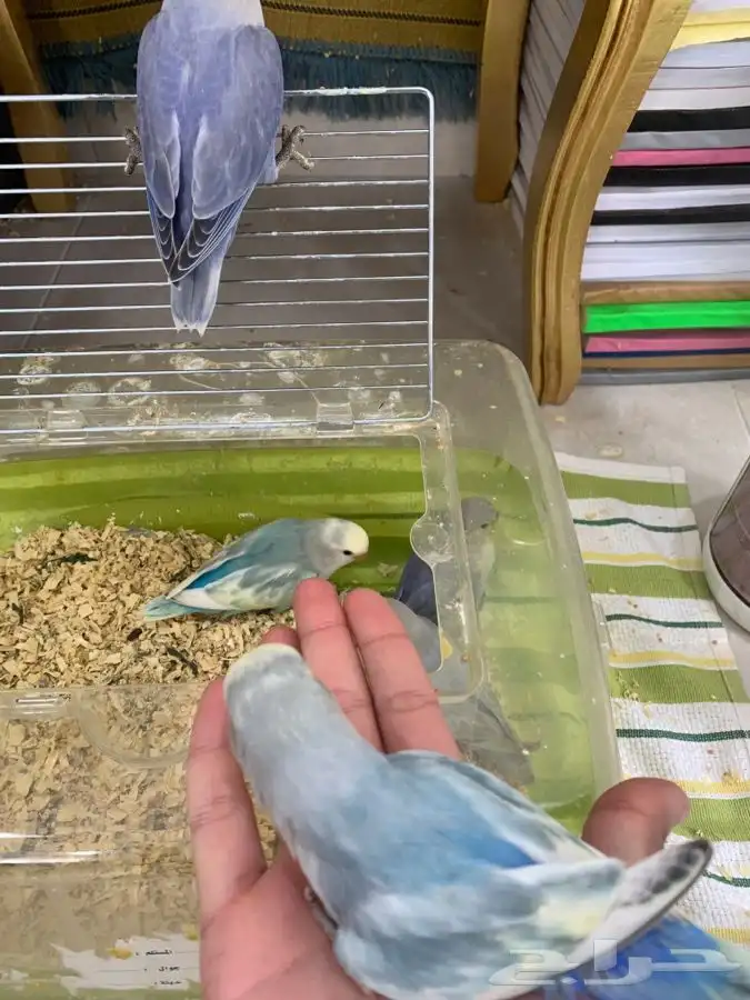 فروخ روز هدد 0