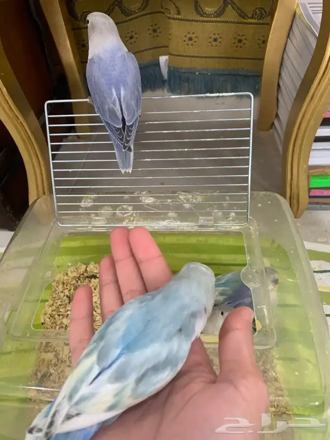 فروخ روز هدد 1