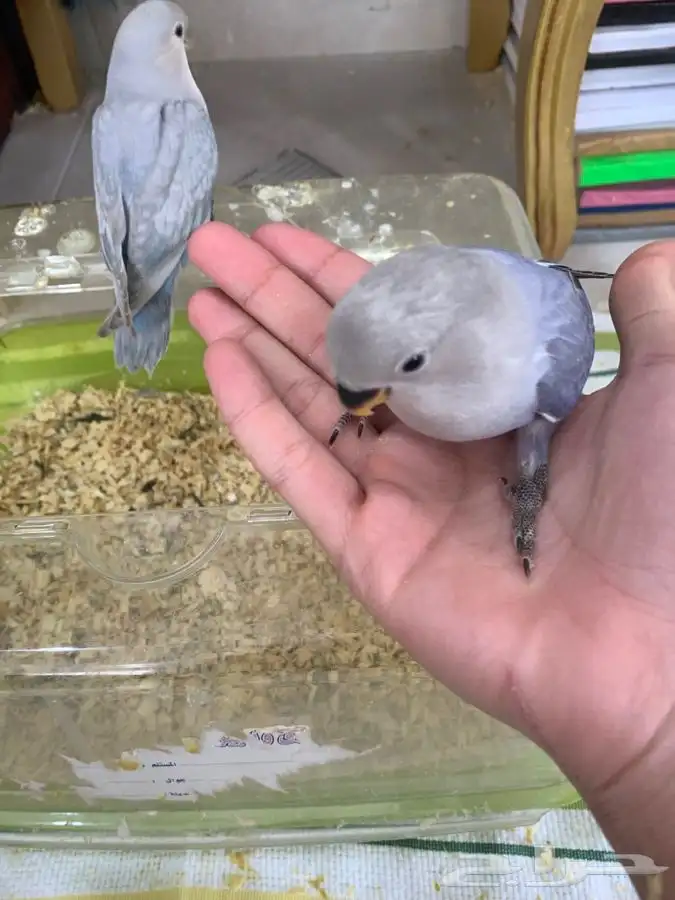 فروخ روز هدد 2