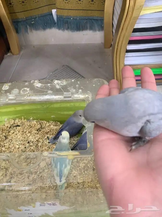 فروخ روز هدد 3