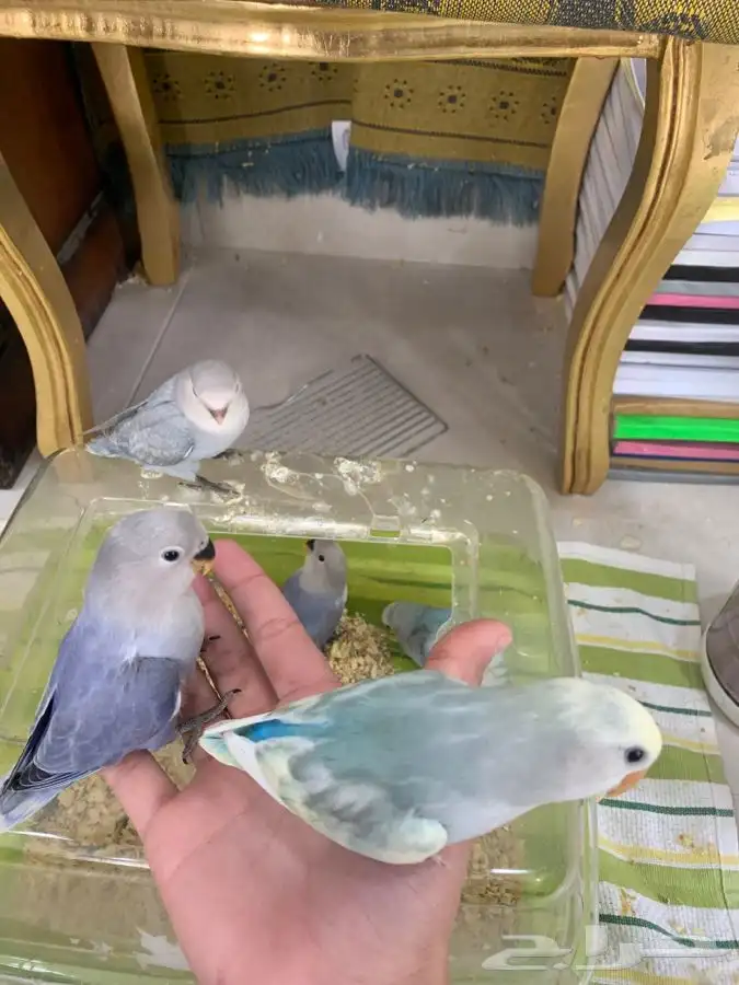 فروخ روز هدد 4