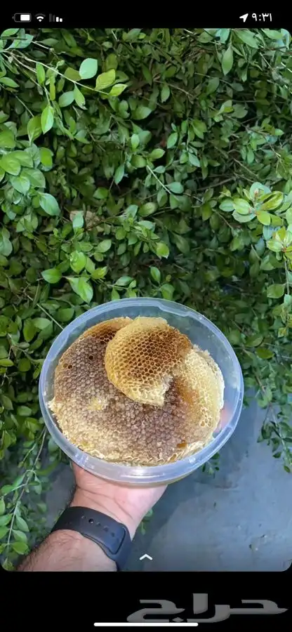عسل سدر بلدي اصلي ومضمون 4