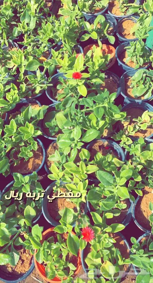 شتلات واشجار داخليه وخارجيه مثمر ومزهر مخفظه 5