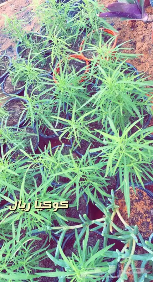 شتلات واشجار داخليه وخارجيه مثمر ومزهر مخفظه 1