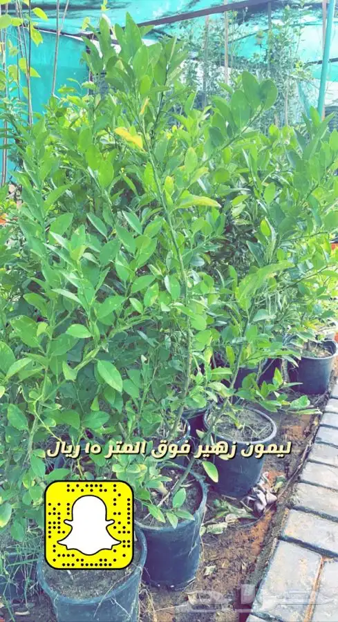 شتلات واشجار داخليه وخارجيه مثمر ومزهر مخفظه 6