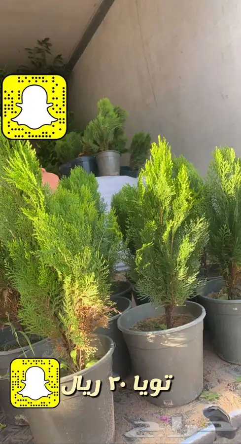 شتلات واشجار داخليه وخارجيه مثمر ومزهر مخفظه 8