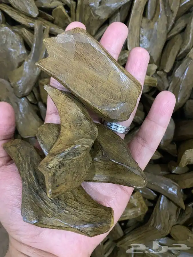 عرض خاص عود مروكي محسن فاخر دبل سوبر بيور 1