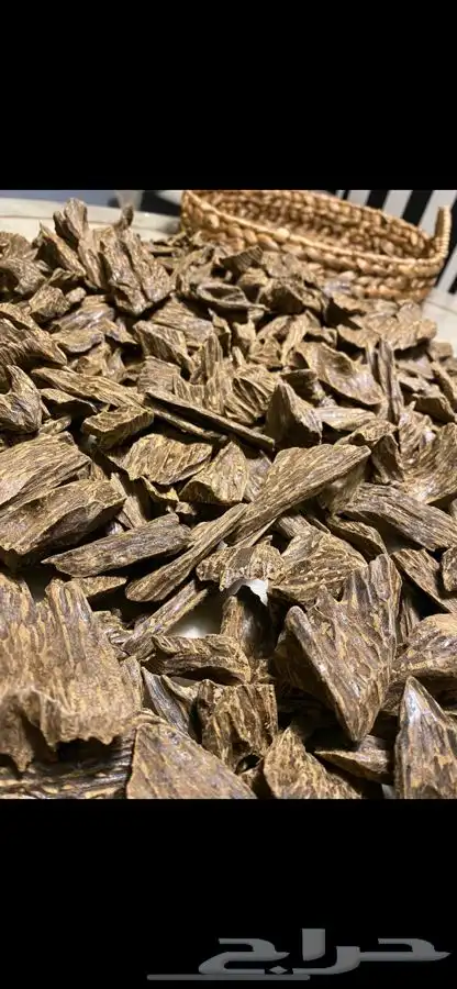 عود - كلمنتان 1