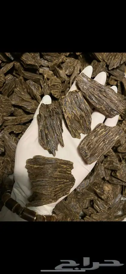 عود - كلمنتان 0