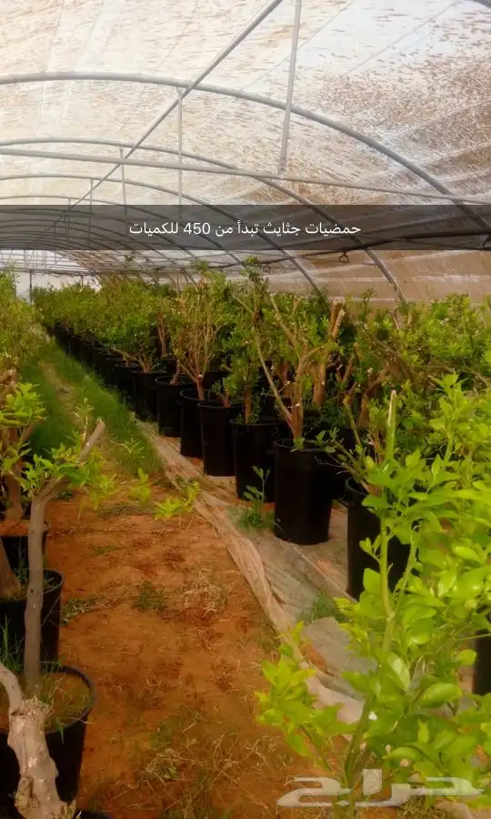 مشتل 5