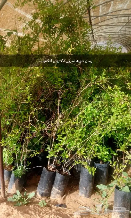 مشتل 6