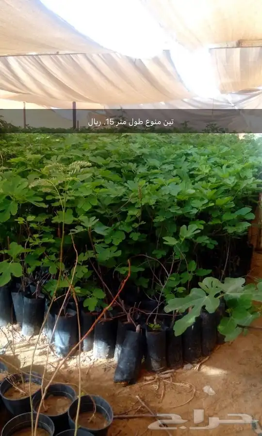 مشتل 3