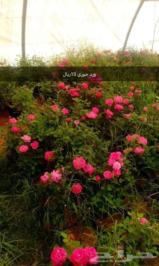 مشتل 4