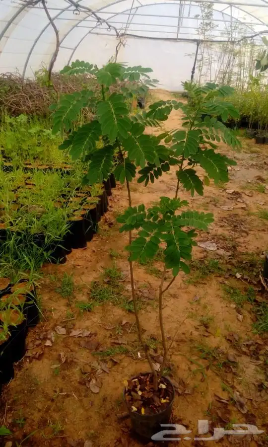 مشتل 7