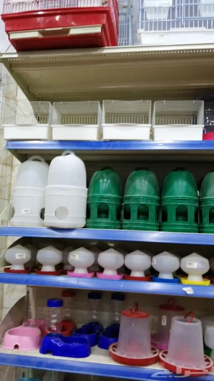 طيور زينة وجميع مستلزماتها للبيع نوادر 1