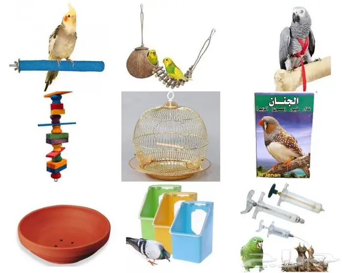 أرانب للبيع نوادر خميس مشيط 23