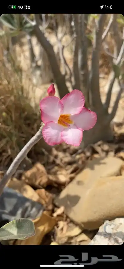 مشاتل التكامل   مشاتل جمله 1