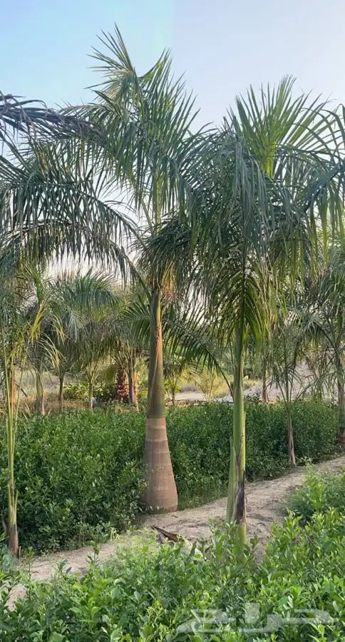 مشاتل التكامل   مشاتل جمله 0