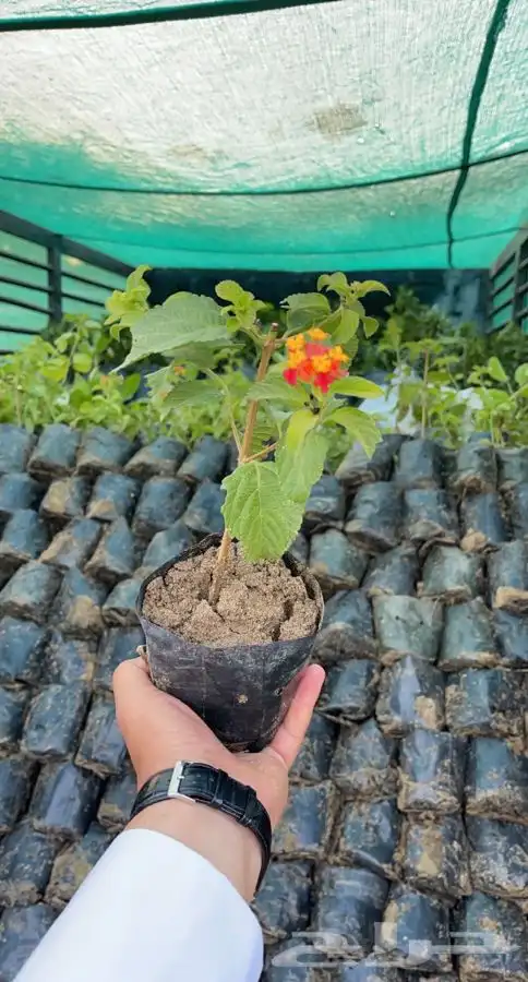 مشاتل التكامل   مشاتل جمله 3