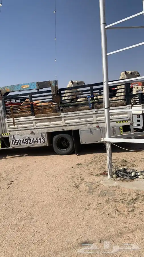 دنا هدروليك لنقل الابل 2