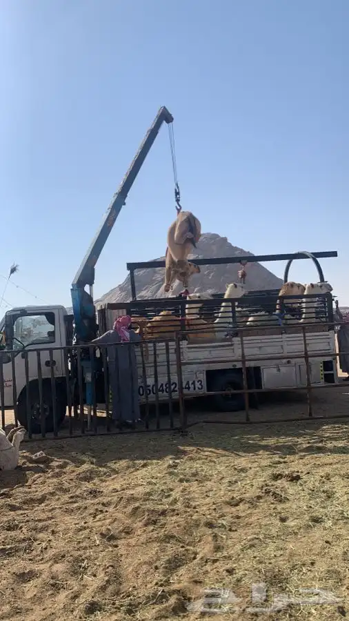 دنا هدروليك لنقل الابل 3