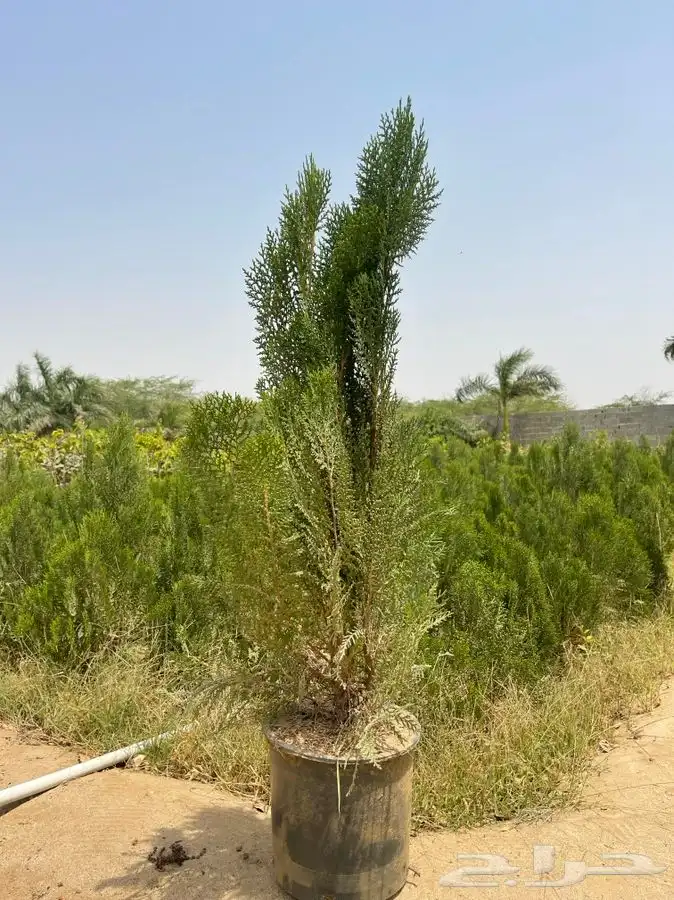 مشاتل التكامل   مشاتل جمله 2