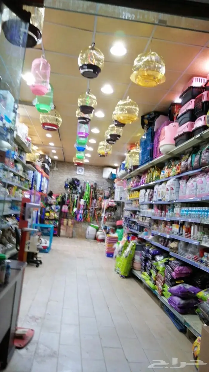 طيور زينة وجميع مستلزماتها محل نوادر 7