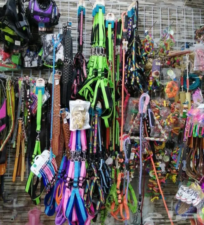 طيور زينة وجميع مستلزماتها محل نوادر 11