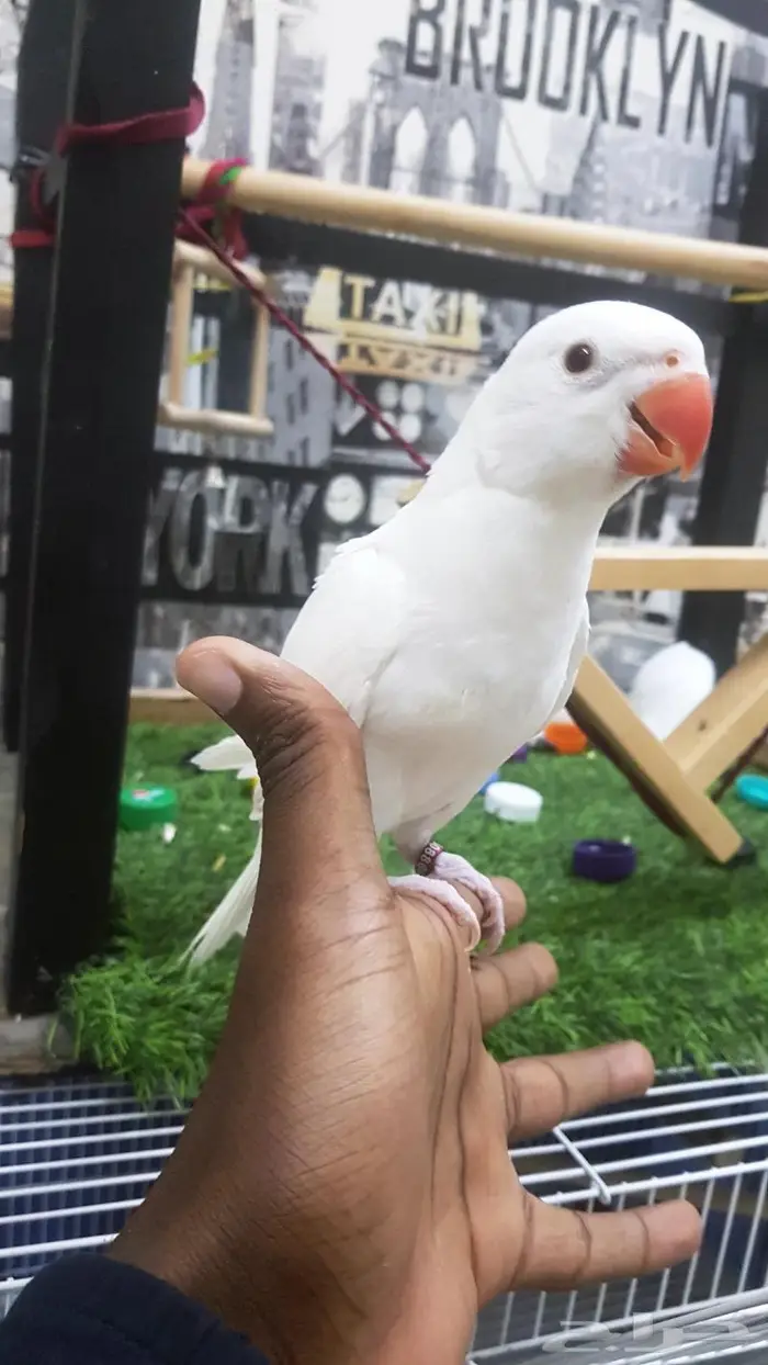 فرخ دره البينو صافي 1