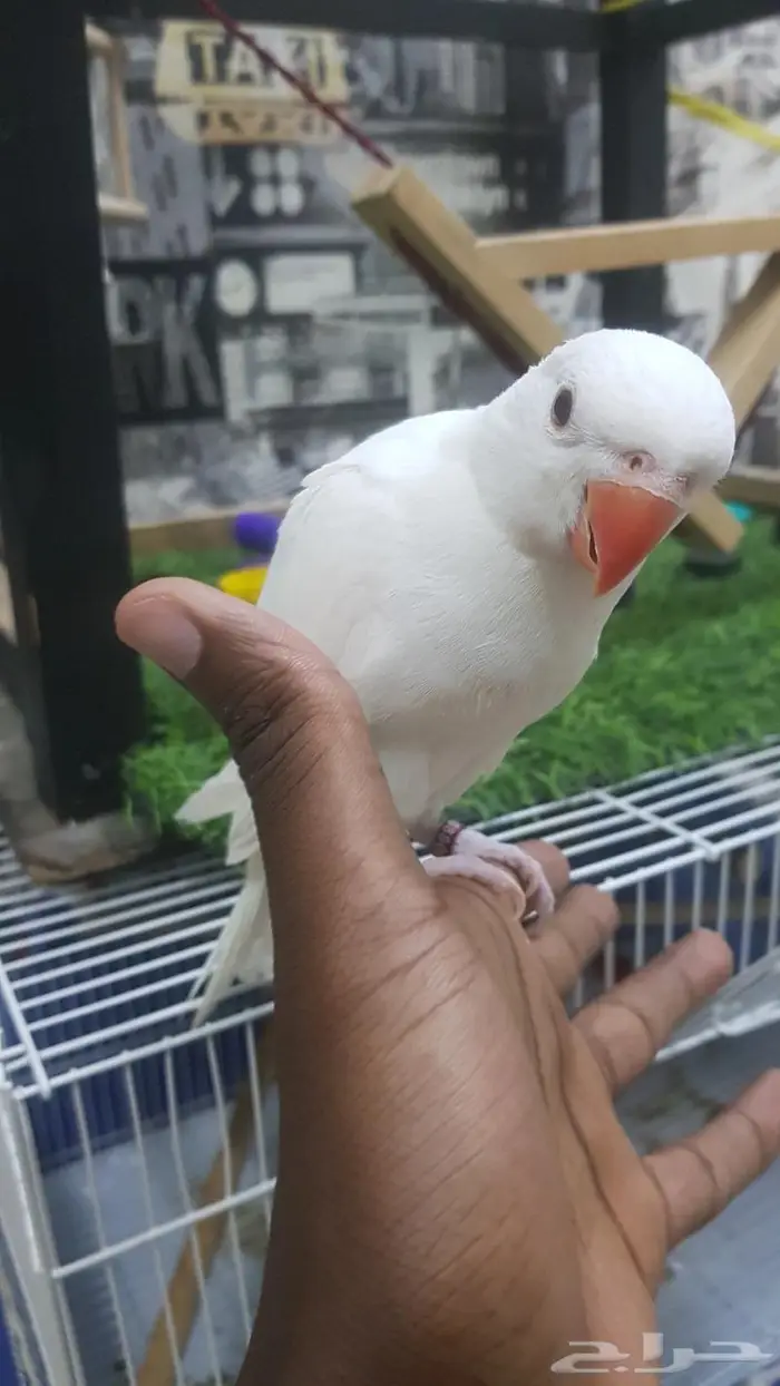 فرخ دره البينو صافي 2