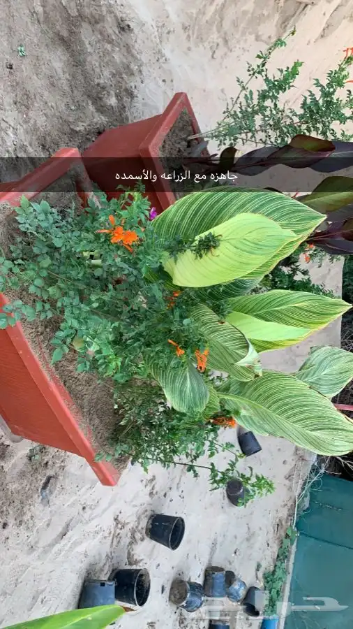 مشاتل البساتين . 29
