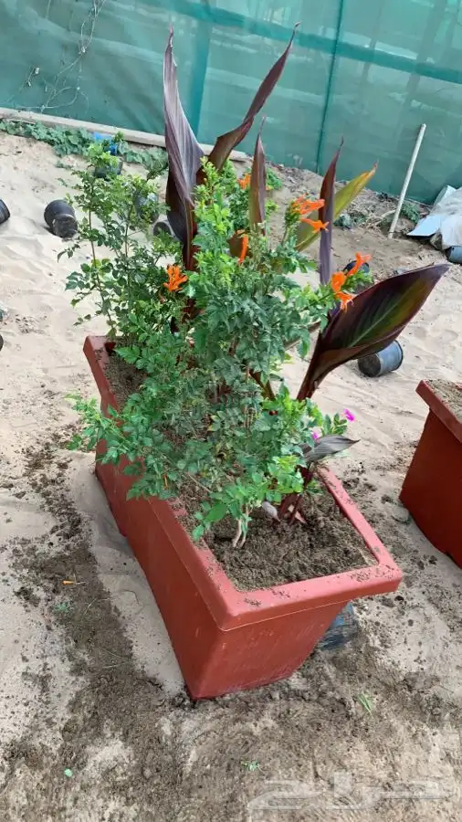 مشاتل البساتين . 27