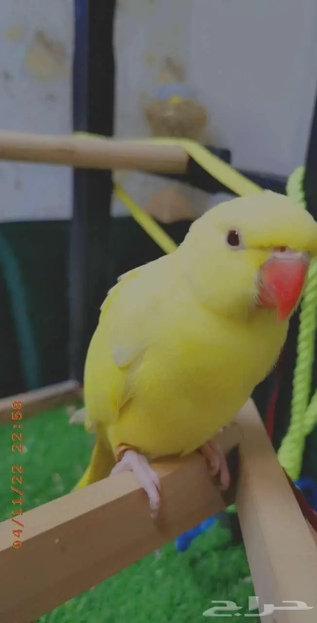 دره لاتينو صآفي 2