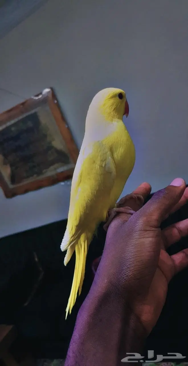 دره لاتينو صآفي 3