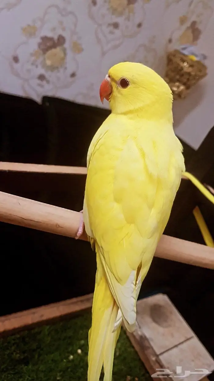 دره لاتينو صآفي 1