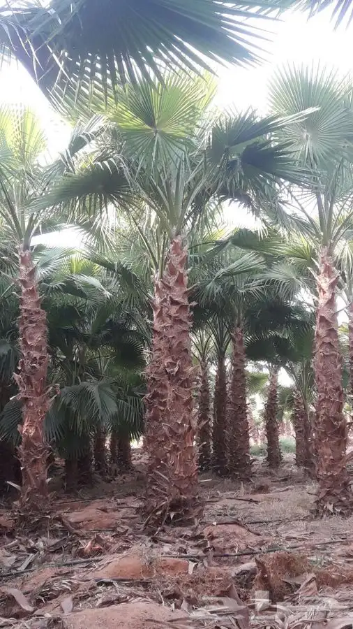 تنسيق حدائق تبوك 11