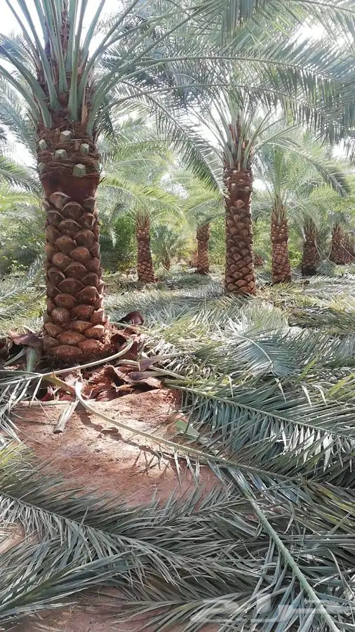 تنسيق حدائق تبوك 9