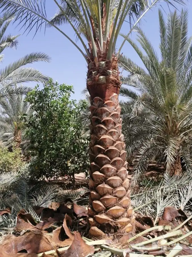 تنسيق حدائق تبوك 2