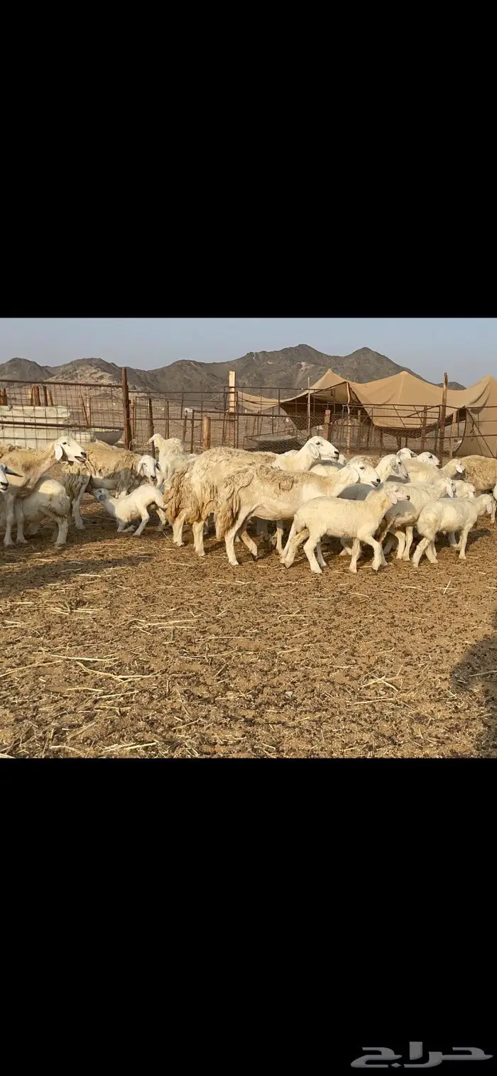 غنم حرية حرش لاهل الصنف 90 تحتها 90 0