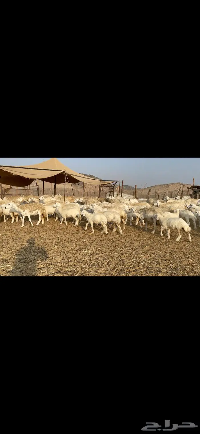 غنم حرية حرش لاهل الصنف 90 تحتها 90 10