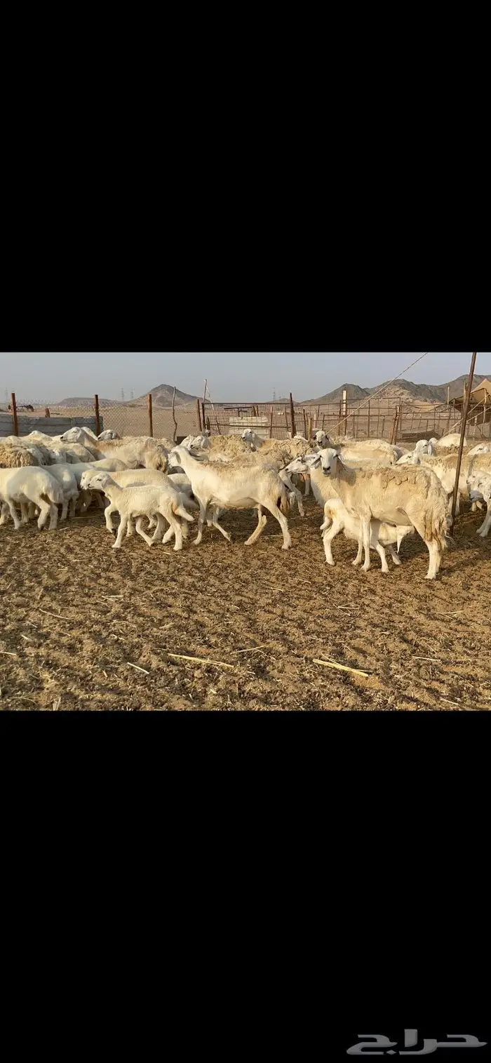 غنم حرية حرش لاهل الصنف 90 تحتها 90 11