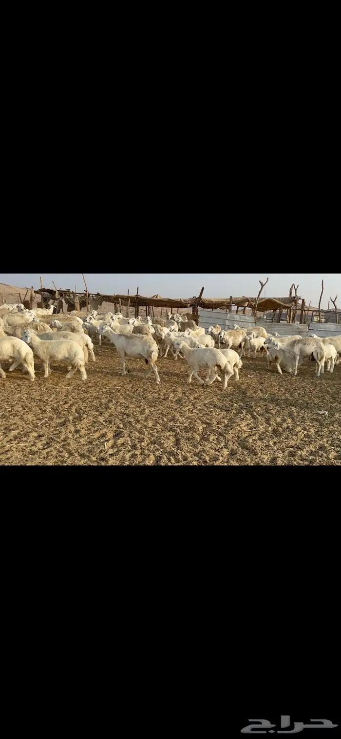 غنم حرية حرش لاهل الصنف 90 تحتها 90 13