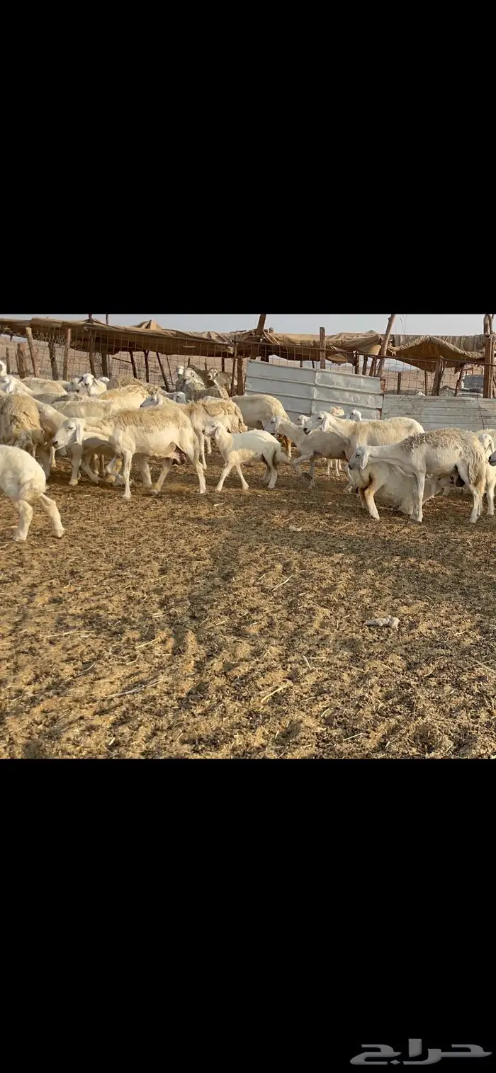 غنم حرية حرش لاهل الصنف 90 تحتها 90 14