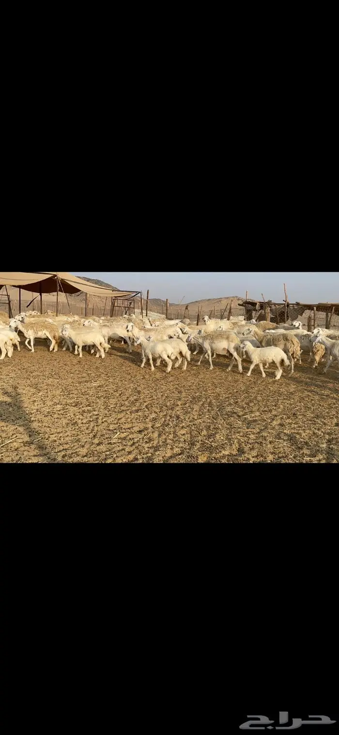 غنم حرية حرش لاهل الصنف 90 تحتها 90 15