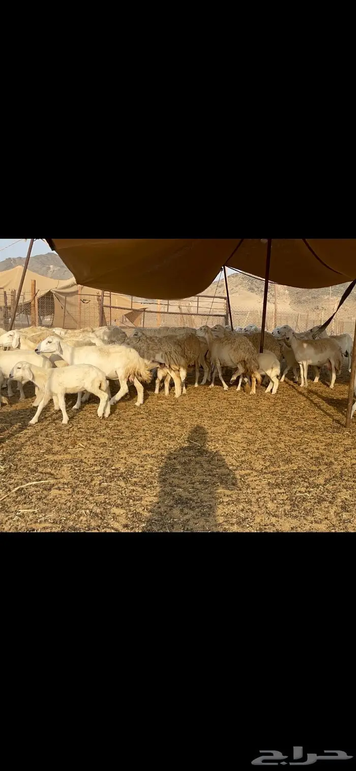 غنم حرية حرش لاهل الصنف 90 تحتها 90 17