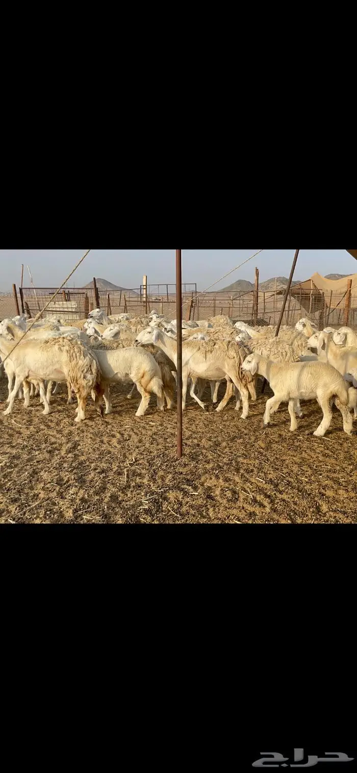 غنم حرية حرش لاهل الصنف 90 تحتها 90 20
