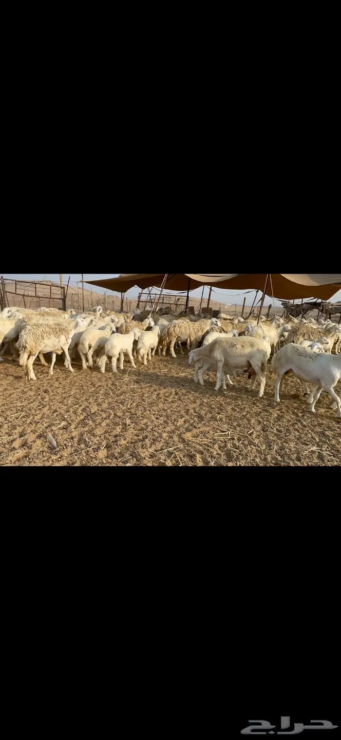 غنم حرية حرش لاهل الصنف 90 تحتها 90 21