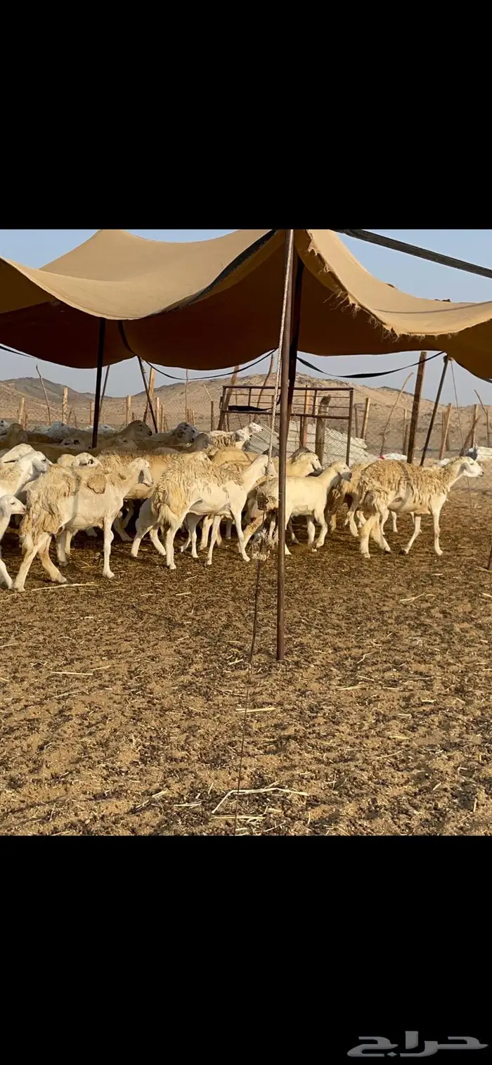 غنم حرية حرش لاهل الصنف 90 تحتها 90 22