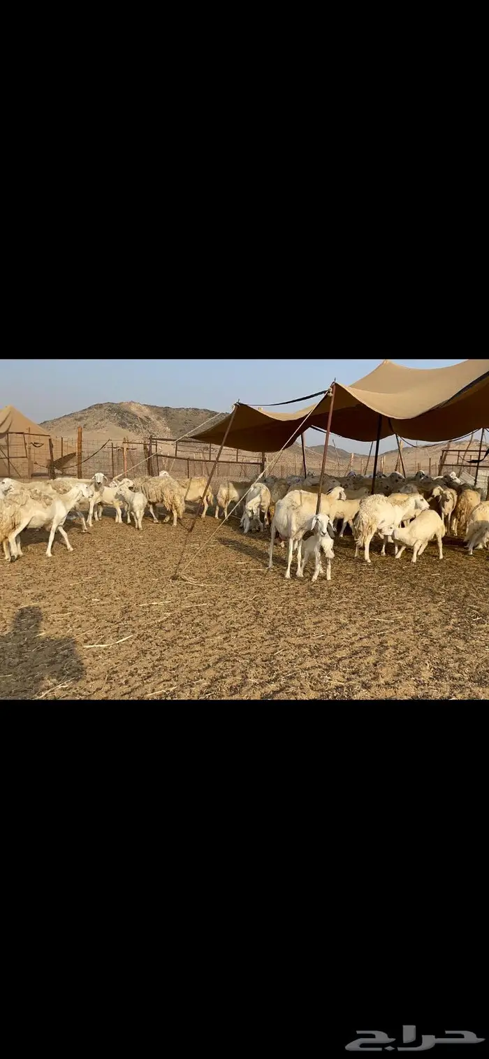 غنم حرية حرش لاهل الصنف 90 تحتها 90 23