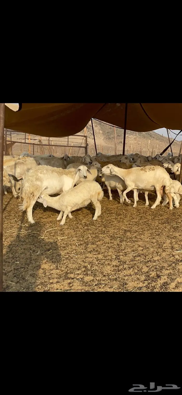 غنم حرية حرش لاهل الصنف 90 تحتها 90 24